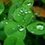 sunflower257
